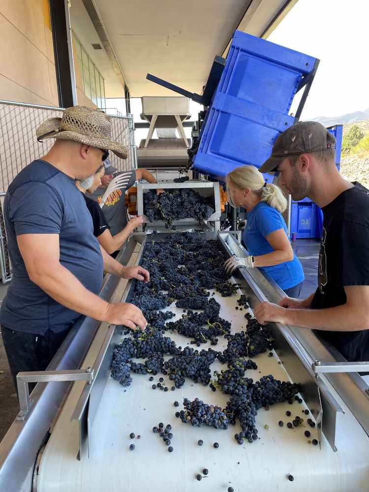 Viticulture Degree