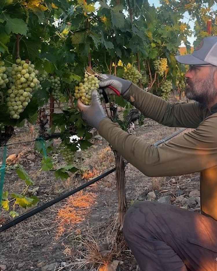 Grape Harvest-sm