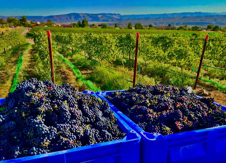 TEACHING-VINEYARD---ACRE-8-10-BARBERA750 TEACHING VINEYARD