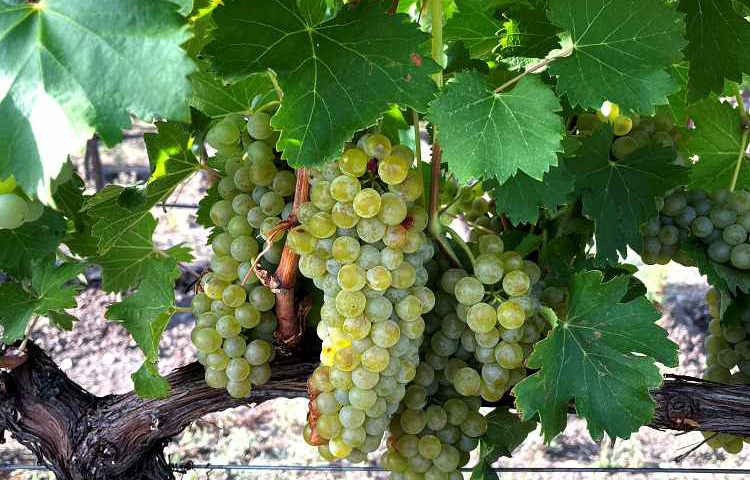 Viognier-clusters-on-vine-sm