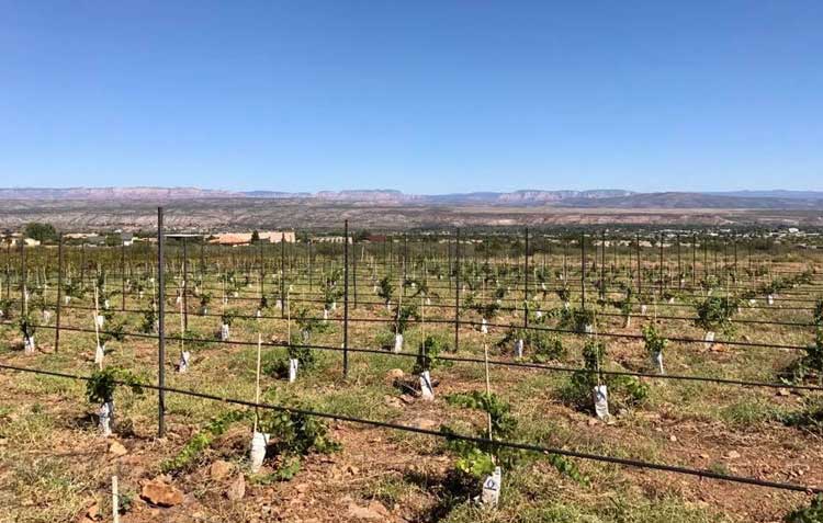 scho-wine2 Viticulture